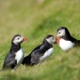 June - Puffins at Hermaness, on the island of Unst