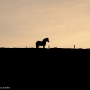 Iacs - an Icelandic Horse