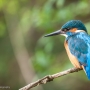 Male kingfisher, Alcedo atthis