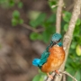 Male kingfisher, Alcedo atthis