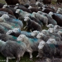 Sheep in Great Langdale