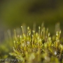 Moss and dew