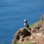 Puffin at Hermaness, on the island of Unst