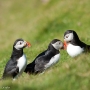 Puffins at Hermaness, on the island of Unst