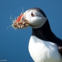 Puffin with burrow diggings at Hermaness, on the island of Unst